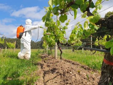 Solucións contra as pesticidas en viñedos e oliveirais a través da innovación