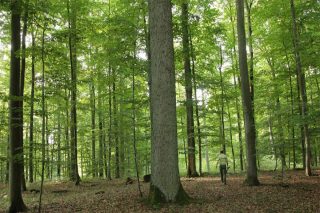 “Galicia ten frondosas fascinantes, só ten que copiar o modelo de xestión dos bosques centroeuropeos”