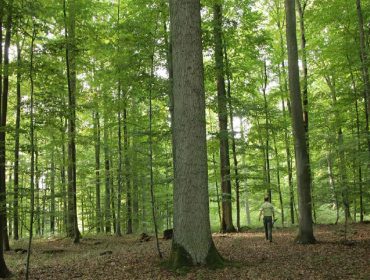 “Galicia ten frondosas fascinantes, só ten que copiar o modelo de xestión dos bosques centroeuropeos”