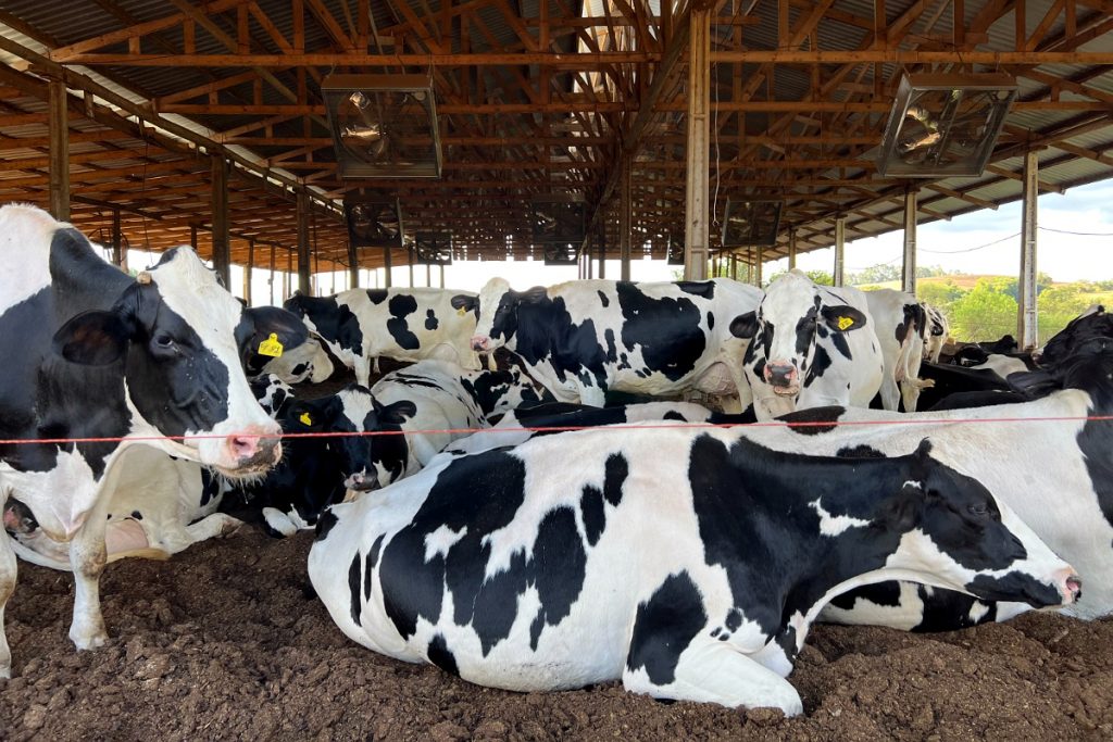 Cooperoeste (Brasil) vacas establo