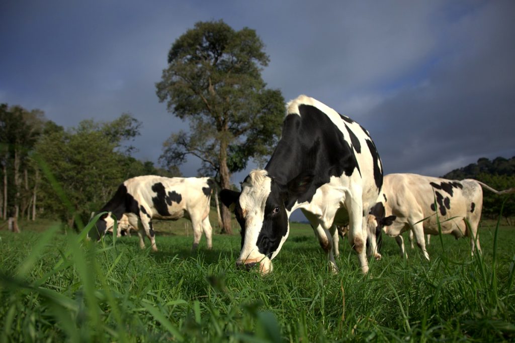 Cooperoeste (Brasil) vacas pastoreo
