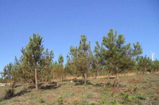 A comunidade de montes veciñais de Bermés (Lalín)  inicia a comercialización do carbono dun proxecto de restauración forestal