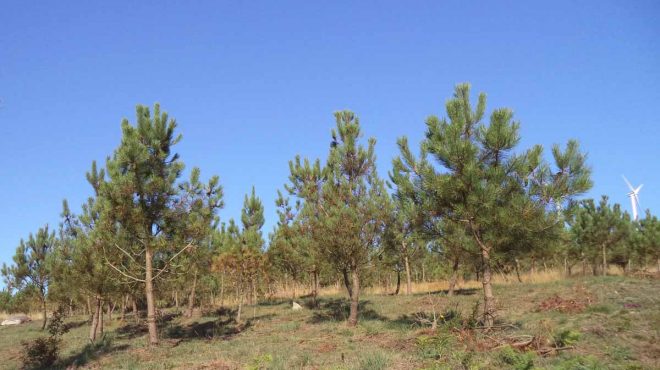 bermes restauración forestal