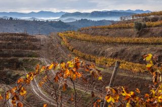 O Priorat: Un exemplo de como conseguir viños valorados e recuperar o interese polo viñedo