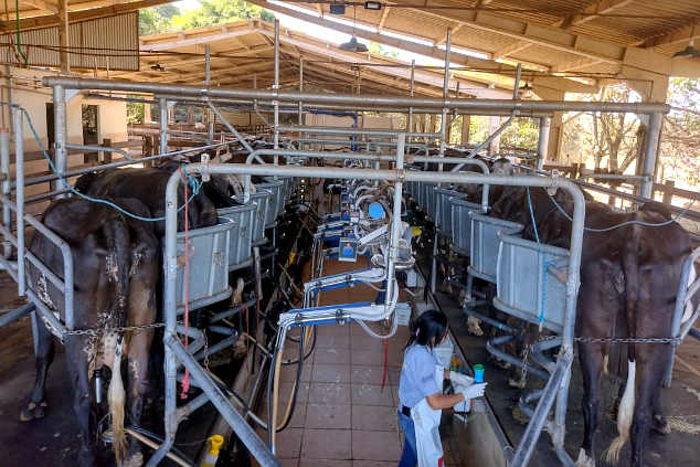 producion leite Brasil