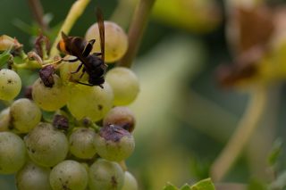 Como está afectando a velutina ao sector do viño?
