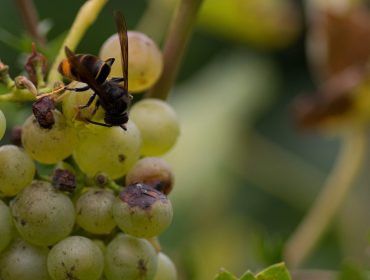 Como está afectando a velutina ao sector do viño?
