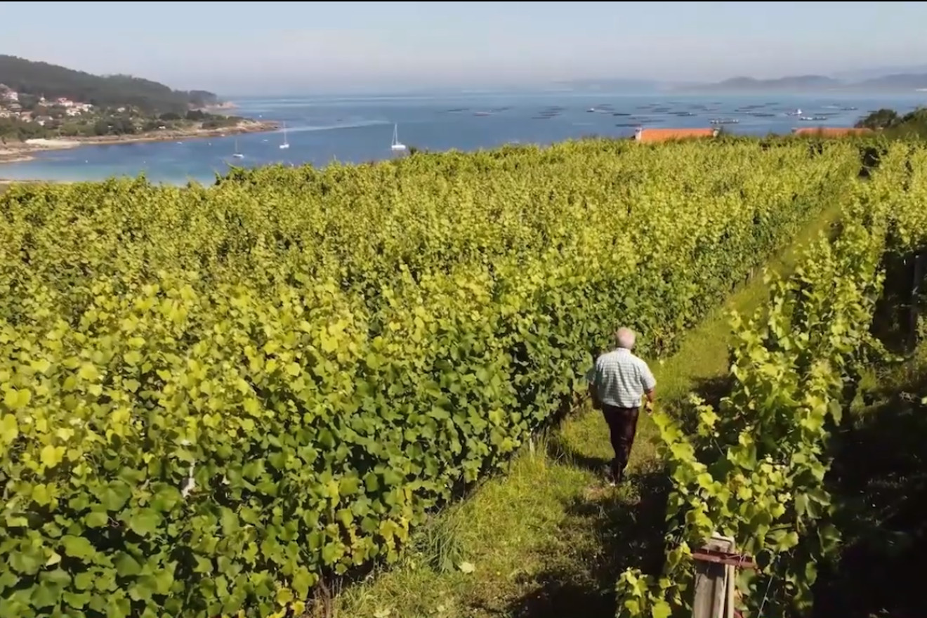 Campaña de promoción de los vinos de la IGP Ribeiras do Morrazo