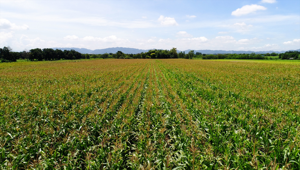 Seguro para maíz forrajero: precios, coberturas y plazos