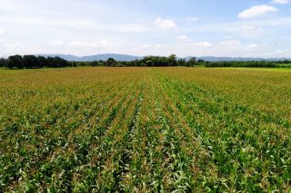 Seguro para millo forraxeiro: prezos, coberturas e prazos