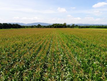 Seguro para millo forraxeiro: prezos, coberturas e prazos
