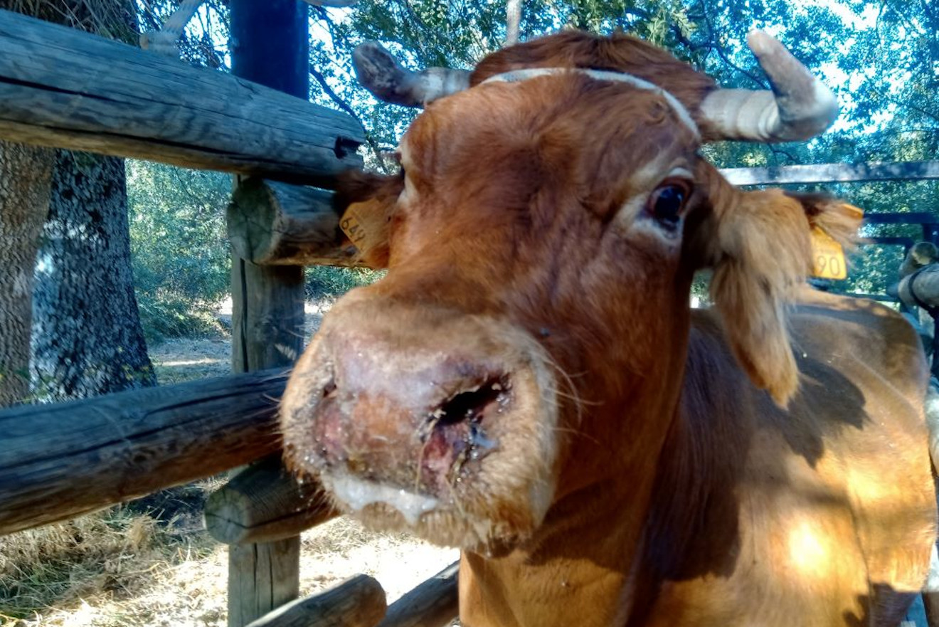 Vaca con síntomas de EHE. Foto: Alberto A. Díez Guerrier