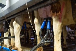 Lixeira suba do prezo do leite en novembro e produción estancada, agás en Galicia