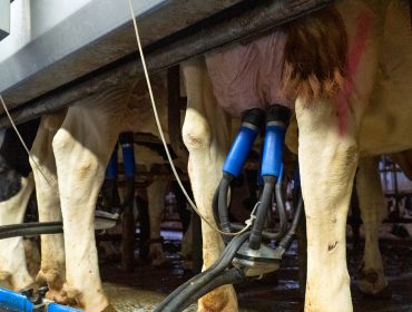 Lixeira suba do prezo do leite en novembro e produción estancada, agás en Galicia
