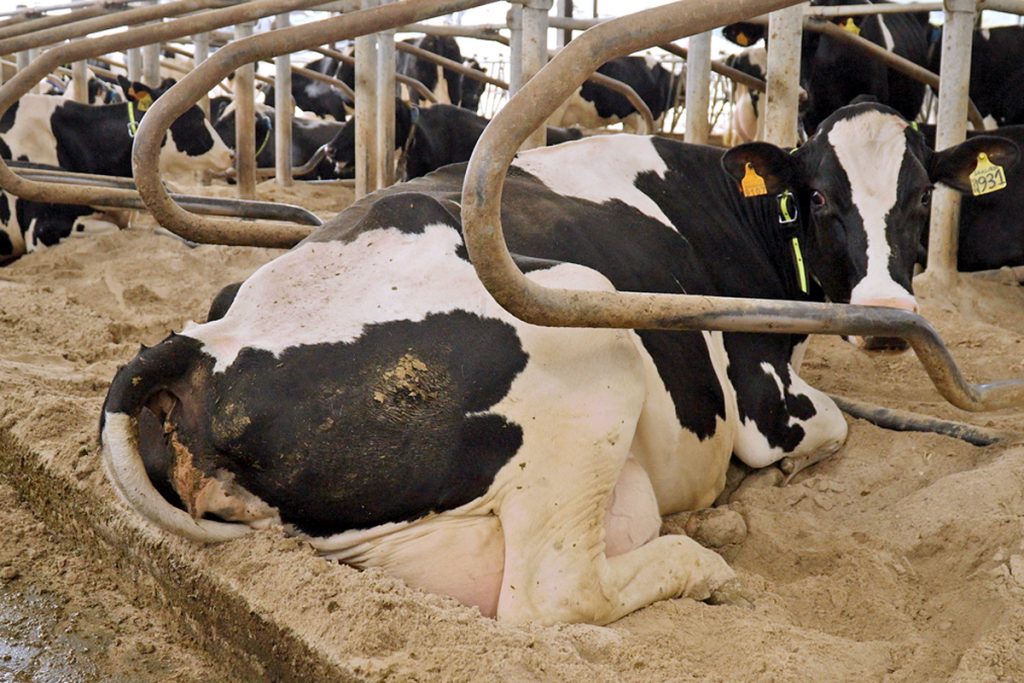 FINCA CABREIRA (Irixoa) 1200x800 vaca limpieza cubiculos benestar animal