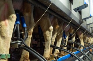 O aumento de produción de leite en Galicia contrarresta a caída do resto do Estado no 2023