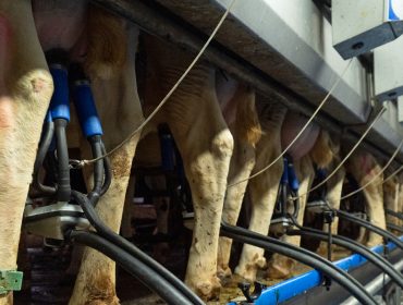 O aumento de produción de leite en Galicia contrarresta a caída do resto do Estado no 2023