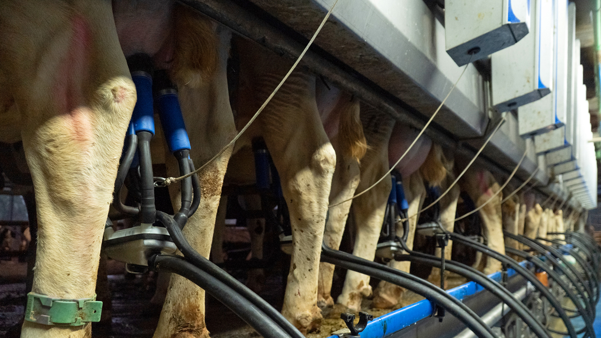 FINCA CABREIRA (Irixoa) producion leite sala muxido vacas ordeño2