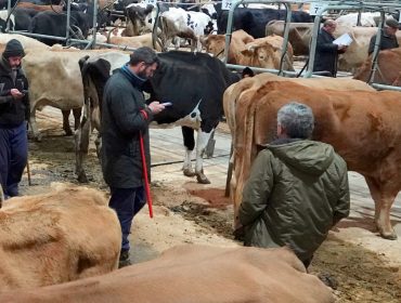 O mercado gandeiro de Silleda comeza o 2024 con escasa afluencia de animais e prezos á baixa na recría
