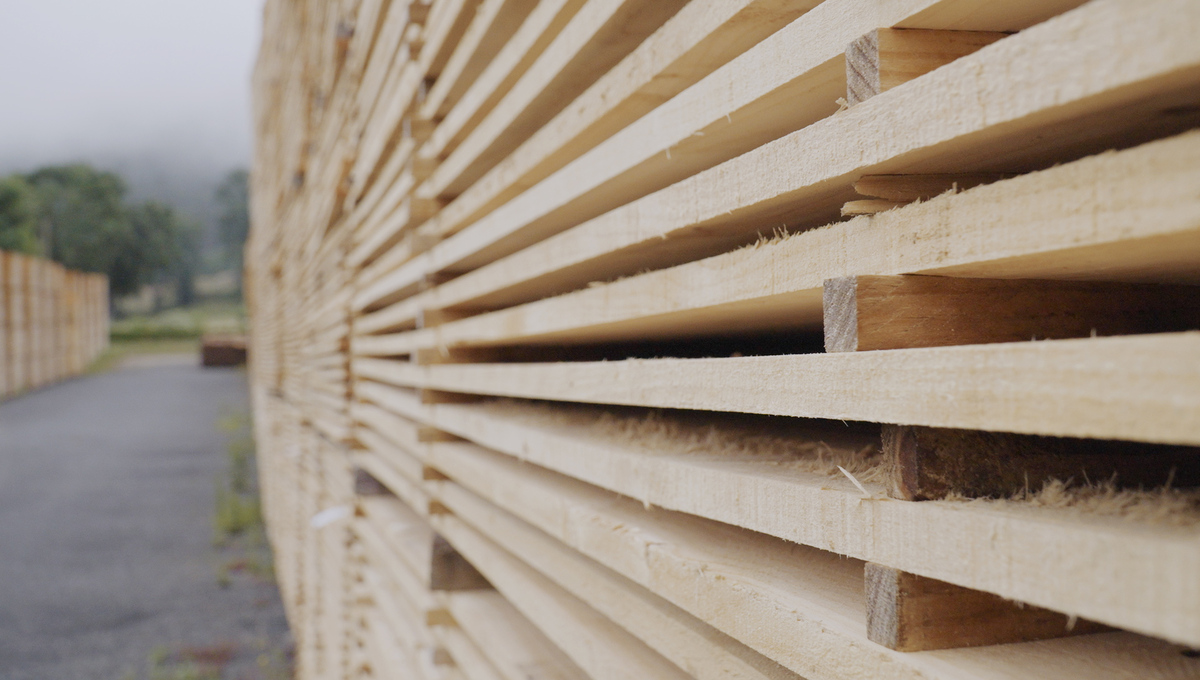 Como obter mellor madeira de piñeiro en Galicia?