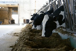 O sector lácteo aumenta en 2023 a súa rendibilidade grazas ao incremento do prezo medio en orixe nun 22% e á baixada dos principais insumos