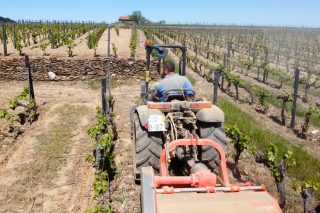 Beneficiarios das axudas para o sector vitivinícola