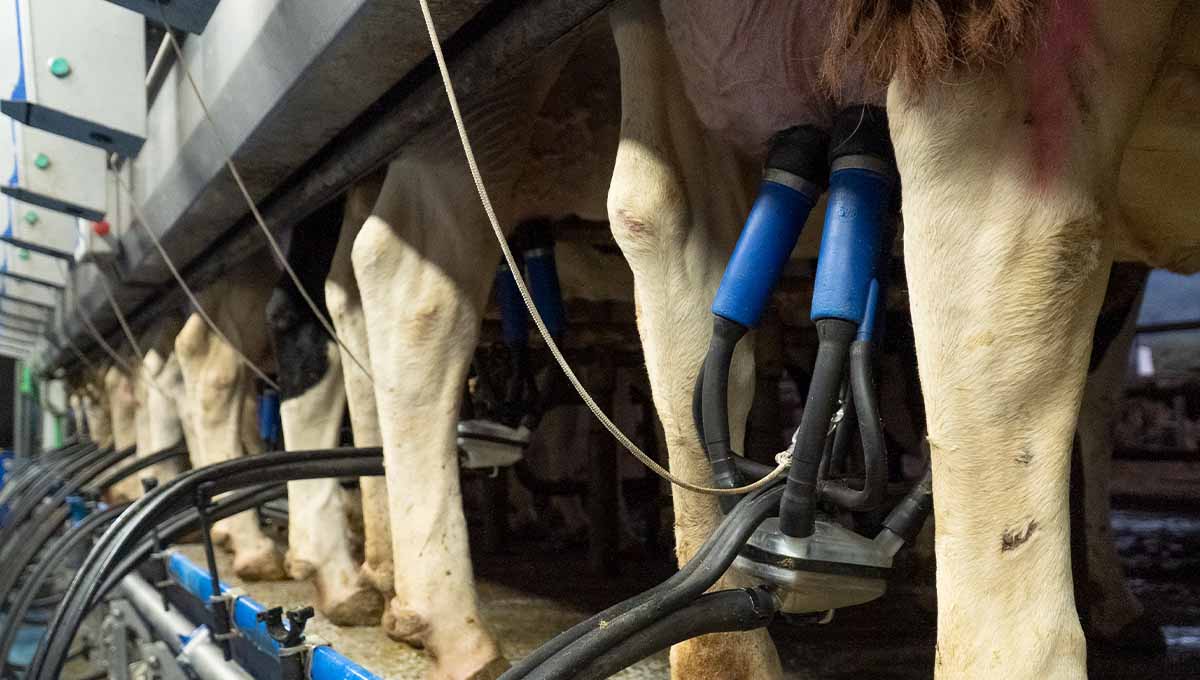 Las industrias lácteas definirán en marzo sus ofertas de precios de la leche para primavera