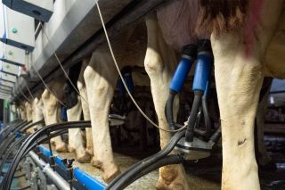 Medra a produción de leite nos dous primeiros meses do ano un 3,66% en Galicia e un 3,41% en España