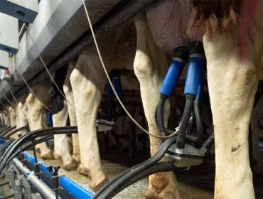 Medra a produción de leite nos dous primeiros meses do ano un 3,66% en Galicia e un 3,41% en España