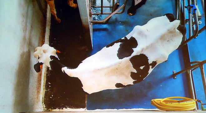 Saída defectuosa dunha sala de muxido por un pasillo estreito que obriga a xirar 180 graos á vaca