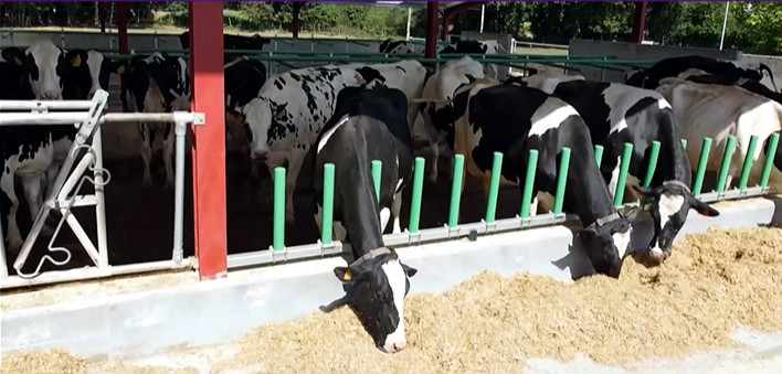 Nave para vacas secas e xovencas próximas ao parto construído por Granxa Xustás no 2023 para mellorar o seu confort