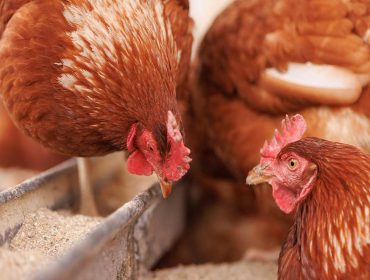 A Xunta oponse ao rexistro obrigatorio dos galiñeiros de autoconsumo