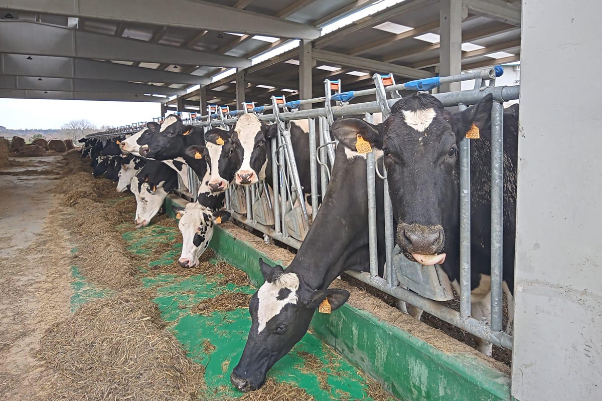 CAPON HOLSTEIN SC (Chantada) vacas producion comedeiro cornadizas