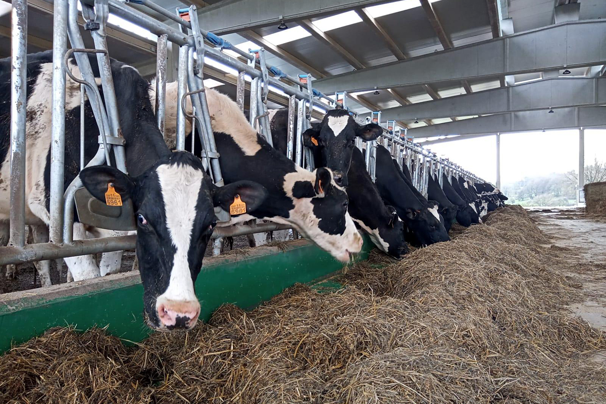 CAPON HOLSTEIN SC (Chantada) vacas producion silo herba1