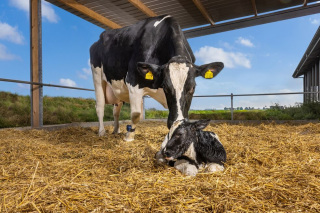 Saúde reprodutiva, fertilidade e rendibilidade da vaca 100 días despois do parto