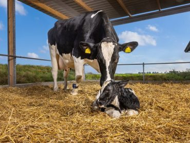 Saúde reprodutiva, fertilidade e rendibilidade da vaca 100 días despois do parto