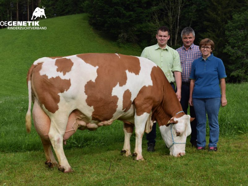 Exemplos de vacas Fleckvieh con máis de 100.000 litros e 8 toneladas de graxa e proteína producidas