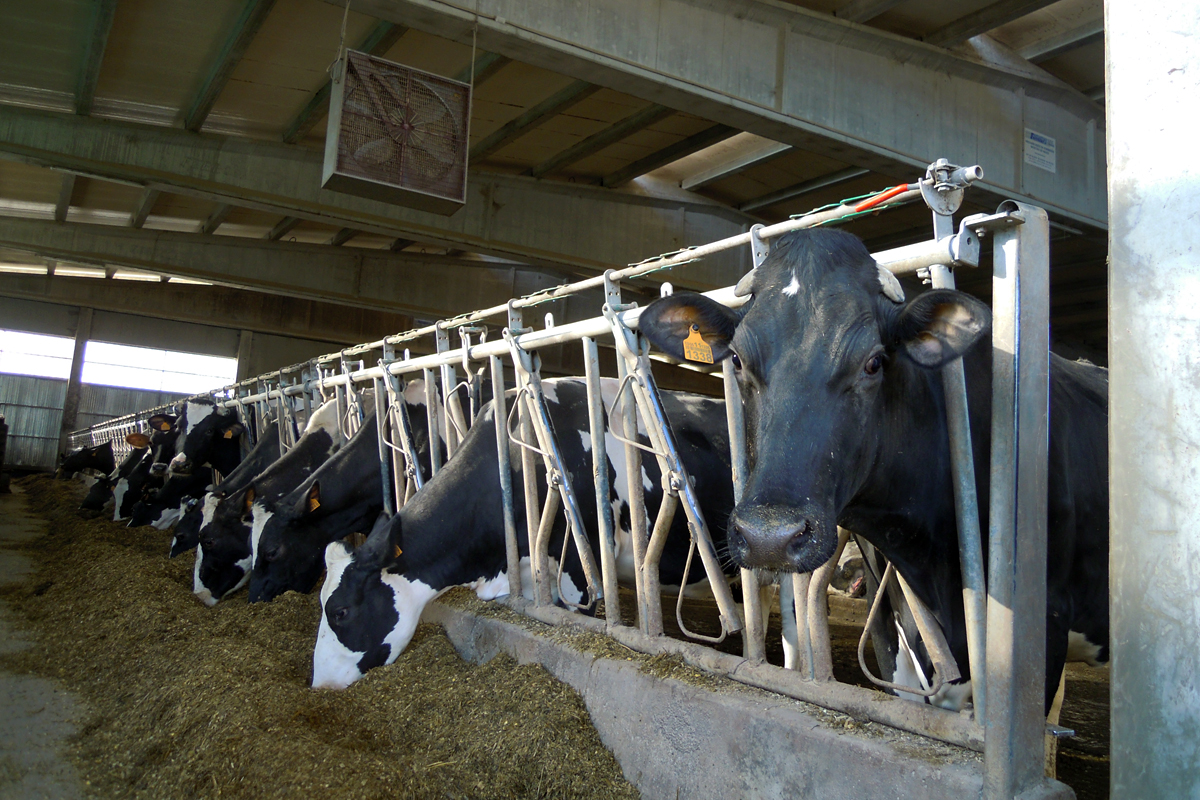 GALLARDO SC (Mazaricos) vacas producion ventilador