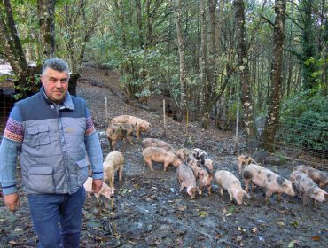 Landra, o proxecto do polígono agroforestal de Chantada para criar porcos en ecolóxico