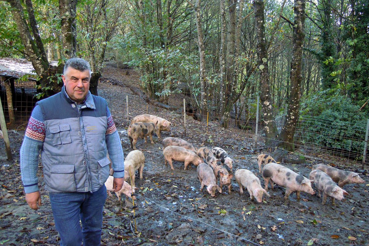 Julio Taboada, cos porcos da súa explotación en Sabadelle (Chantada)