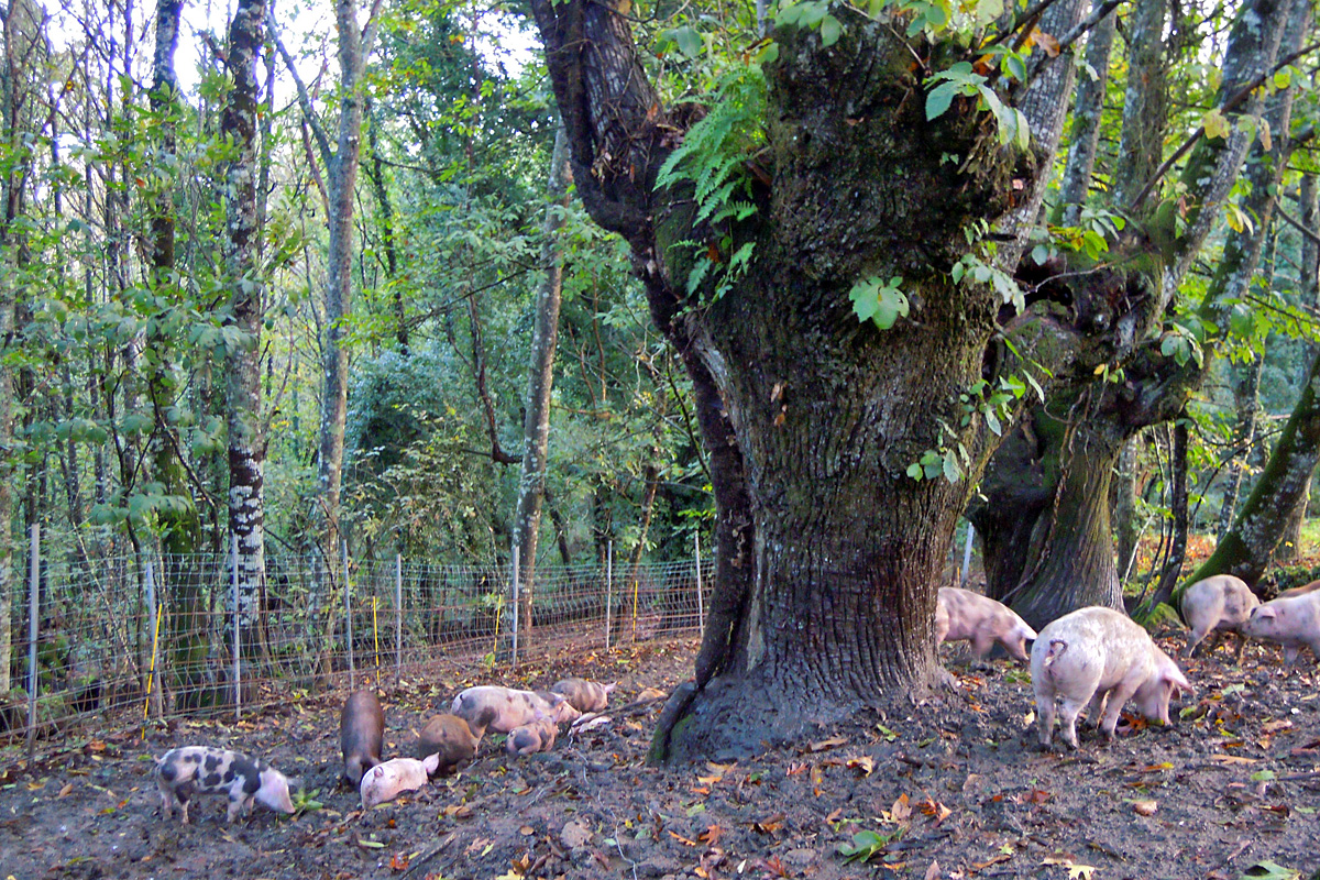LANDRA (Chantada) porcos en extensivo castiñeiros