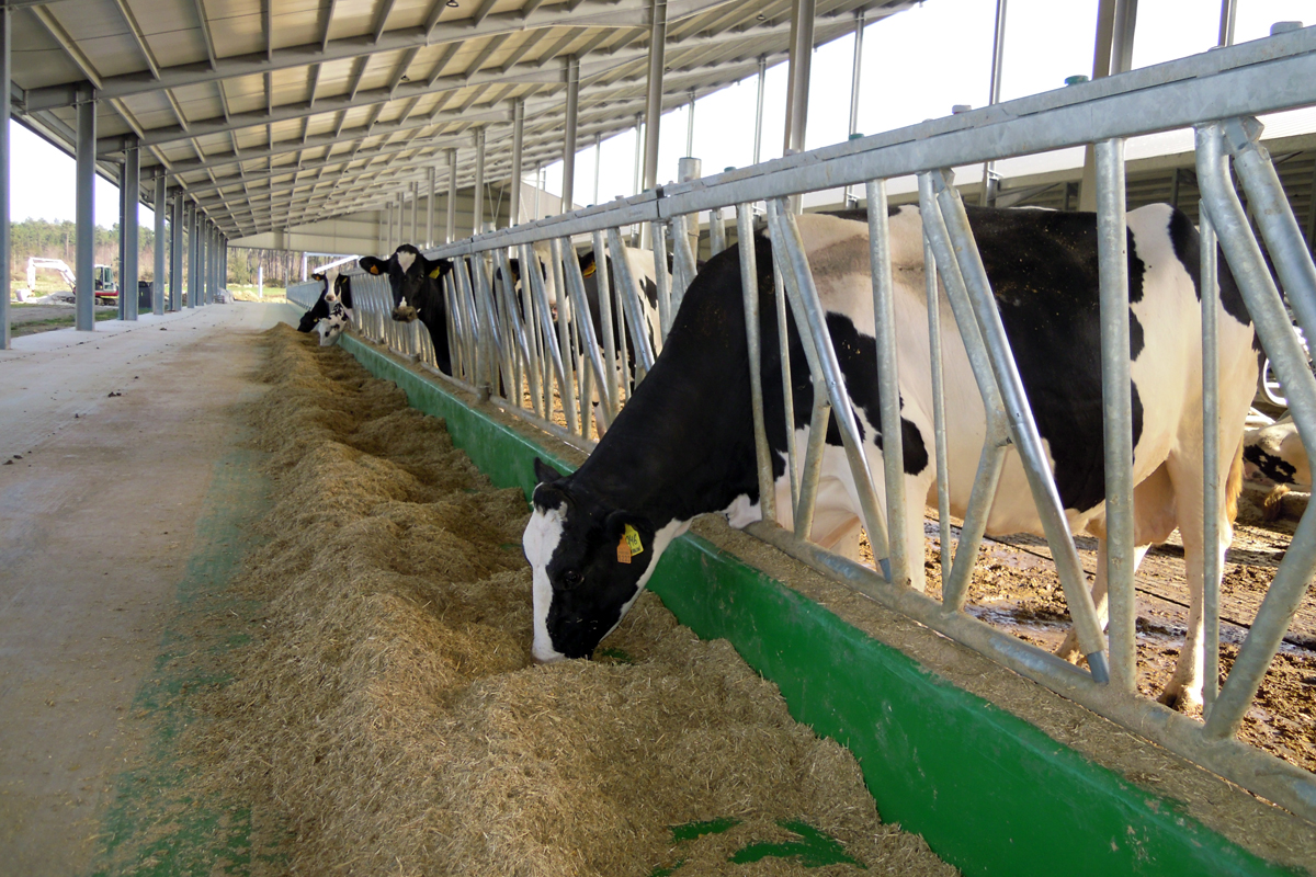 Zona para vacas secas no novo establo