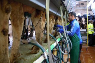 As propostas das industrias para a renovación de contratos do leite: baixada entre 2 e 5 céntimos e duración de 3 a 4 meses