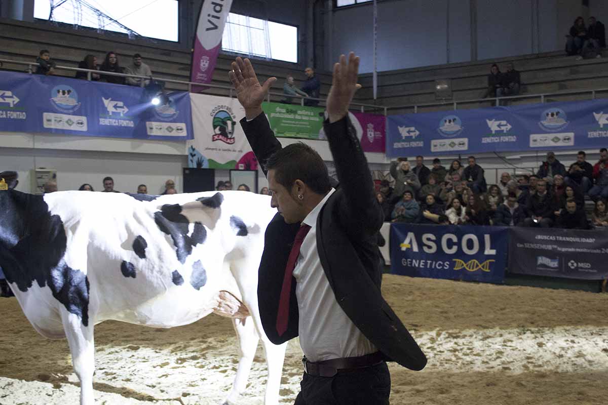 Pol Collell durante la elección de la vaca gran campeona de Galicia 2024 