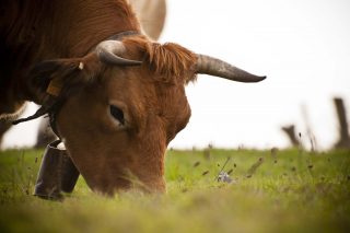 Os pastos da gandaría de vacún de carne compensan un 60 % das súas emisións