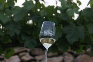 Gran éxito dos viños da DO. Valdeorras na 'Guía Paadín 2024'