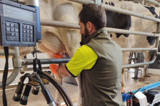 Validan con éxito en Galicia un test rápido de preñez a partir de mostras de leite