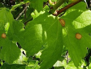 Alerta pola presenza dos primeiros síntomas de black rot nas viñas galegas