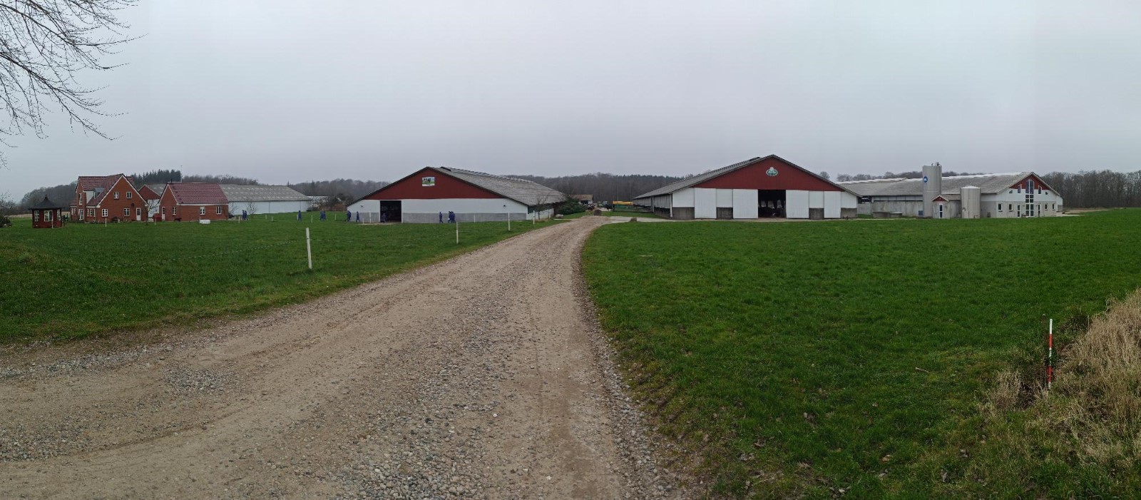 A granxa Fam Kühne IS DK-41 con 575 vacas adultas, 11.500 quilos de leite correxido e 742 hectáreas