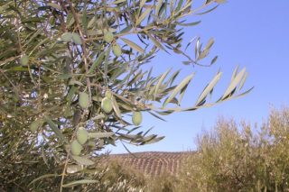 AGRIMOBI OLIVE-P, nova solución para previr a carencia de fósforo nas oliveiras